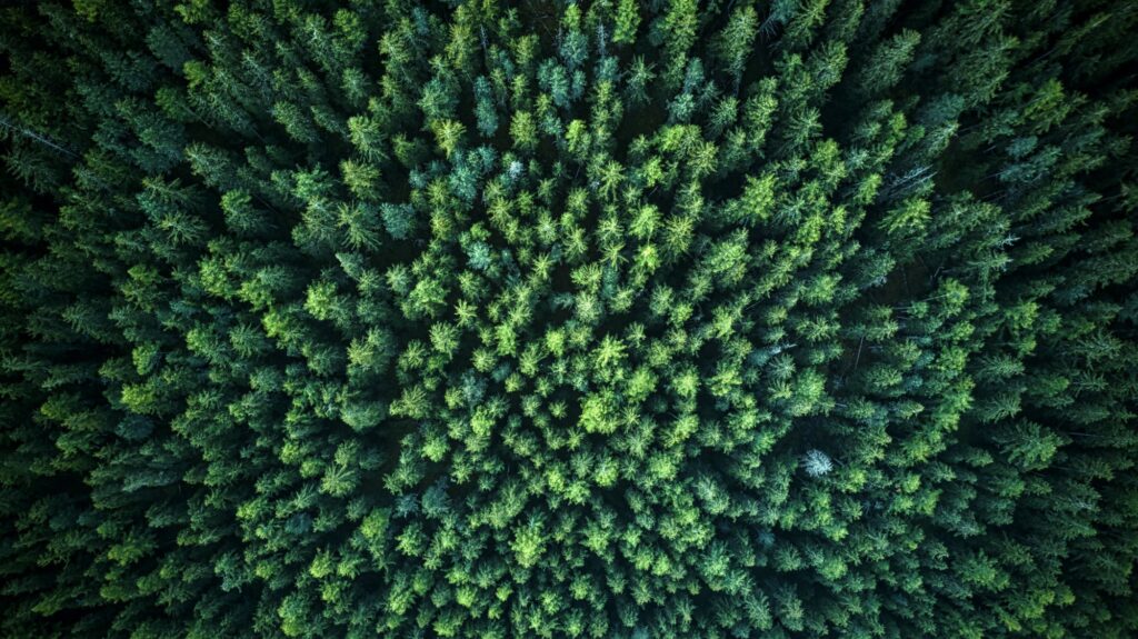 the woods seen from above becomes like a relaxing picture. photograph taken with a drone